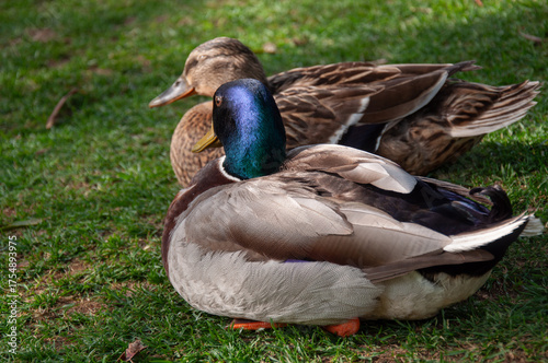Mallard ducks resting on the grass