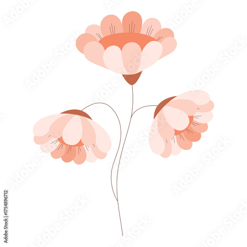 The illustration is a wildflower on a thin stem on a white background. A beautiful ornamental plant.