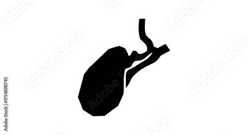 Gallbladder Anatomy Medical Illustration Silhouette.