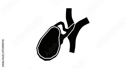 Gallbladder Anatomy Medical Illustration.