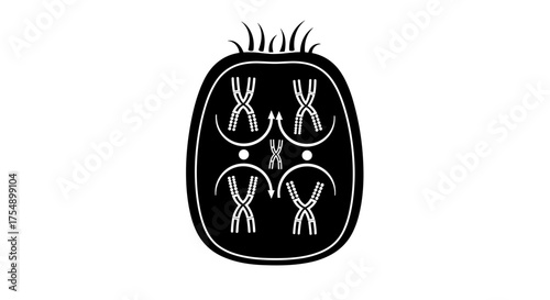 Illustration of chromosomes within a cell nucleus.