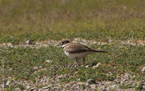Killdeer Bird Guarding Nest of Eggs on Ground