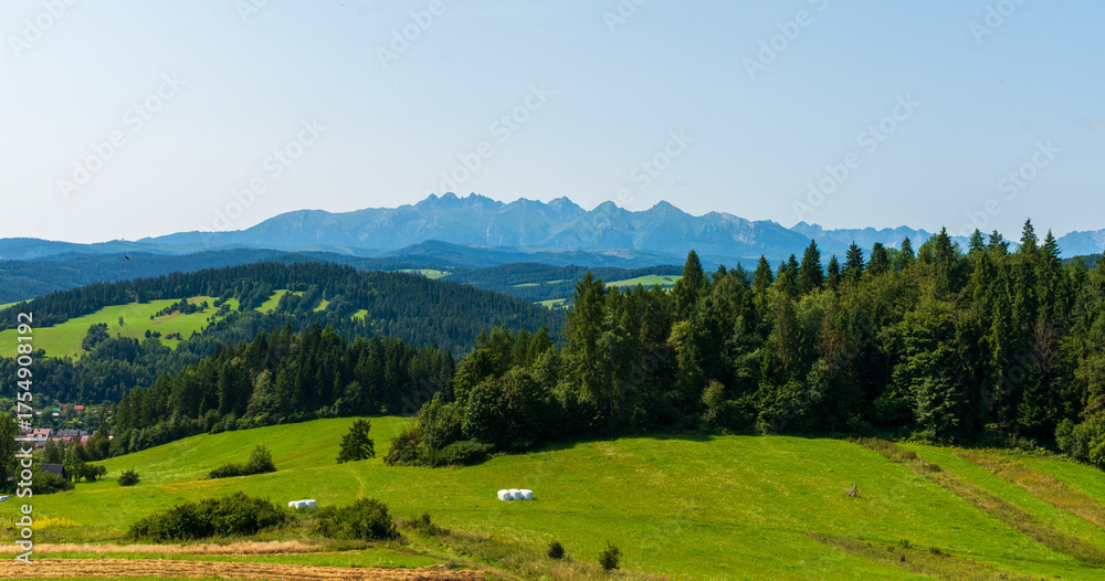 Obraz premium Scenic view of rolling green meadows and dark forests leading toward a distant mountain ridge under clear blue sky. The calm landscape reflects harmony and the beauty of untouched nature.