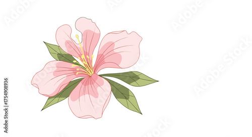 A delicate pink hibiscus flower with green leaves isolated on a white background.