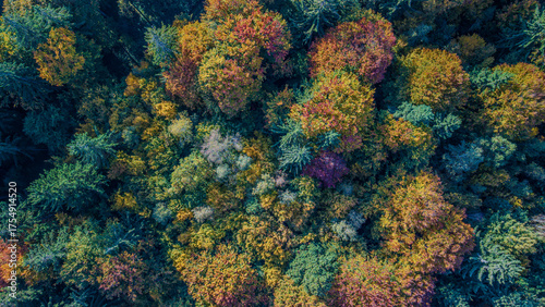 Bunte Baumkronen im Herbst über einem Waldgebiet in Deutschland