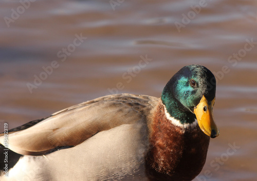 Duck Swimming in Lake Tyler at Marina near Whitehouse Texas