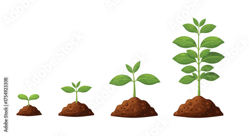 Vector illustration of sequence of plant growth from seedling to mature plant