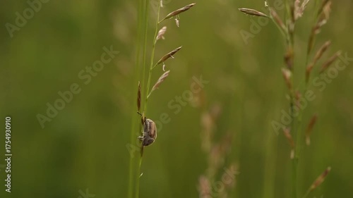 insect on the grass