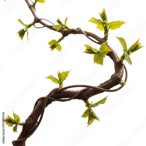 Curving branch with new growth on isolated on white background