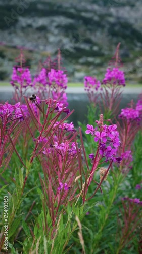Bees flying around wildflowers in the mountains