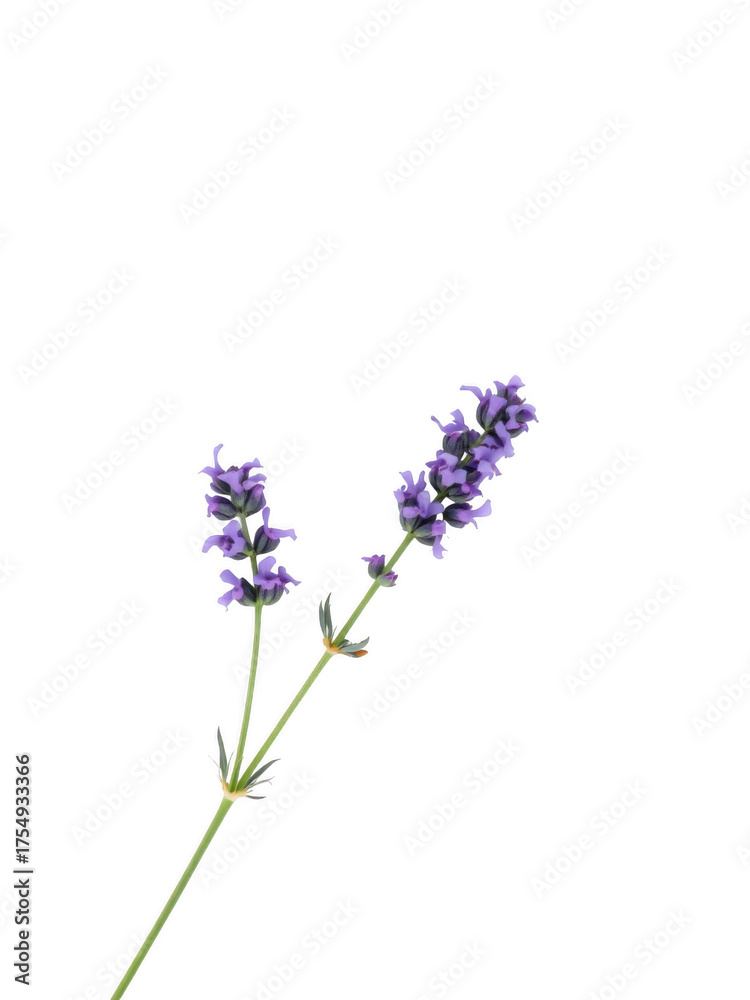 Obraz premium A delicate sprig of purple lavender flowers with green stems isolated on a clean white background isolated on white background