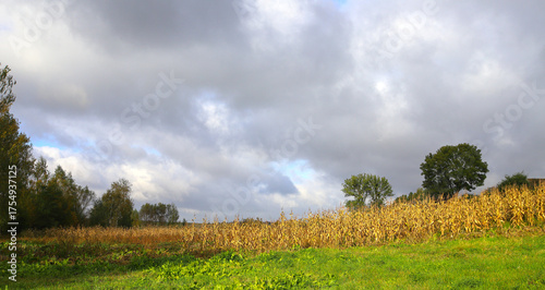 Yellow, autumn corn field on a sunny autumn day, dry leaves, harvest. Cloudy sky. Concept of a good harvest, global food crisis.
