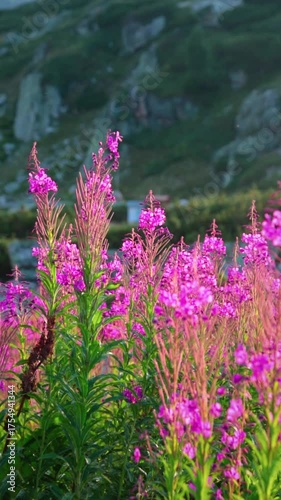Pink wildflowers in the mountains