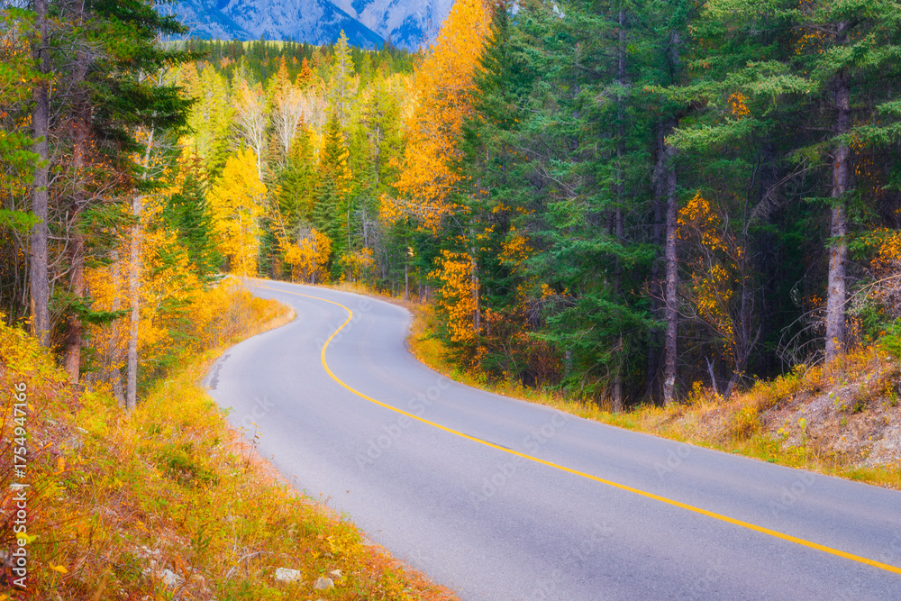Obraz premium The road through the woods. Asphalt road and turns between trees. The forest background. Natural scene. Photo for wallpaper. Background, wallpaper, postcards.