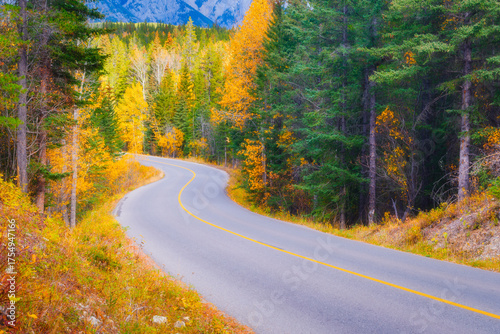The road through the woods. Asphalt road and turns between trees. The forest background. Natural scene. Photo for wallpaper. Background, wallpaper, postcards.