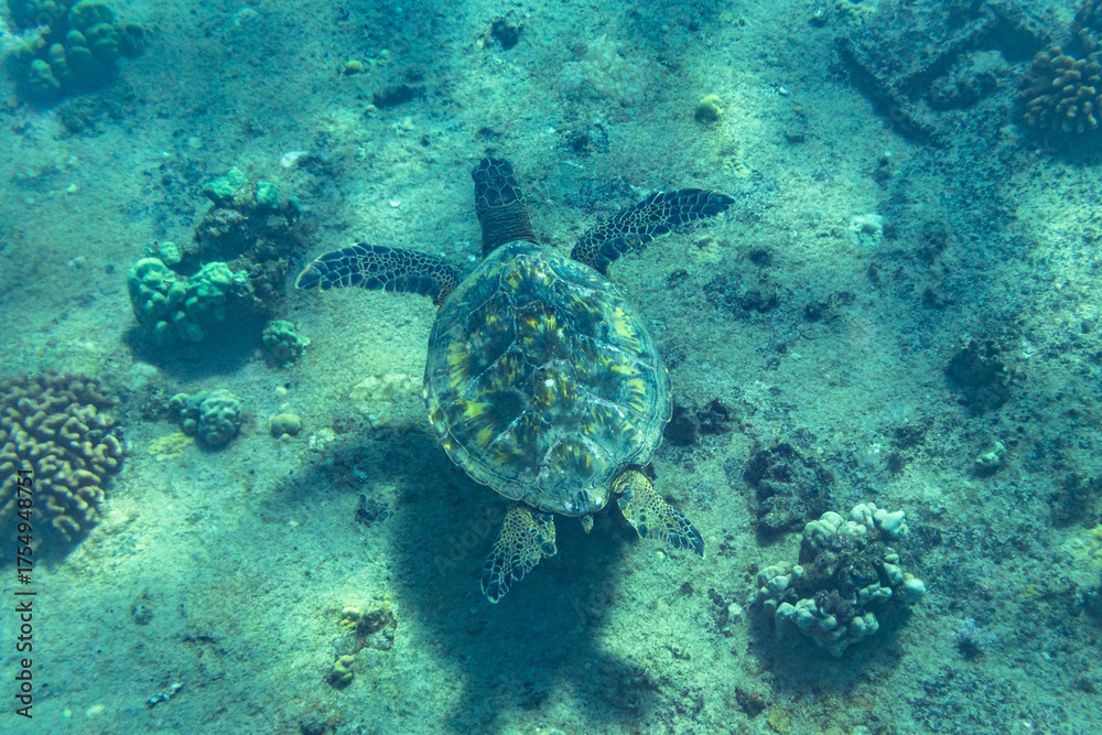 Naklejka premium Turtle