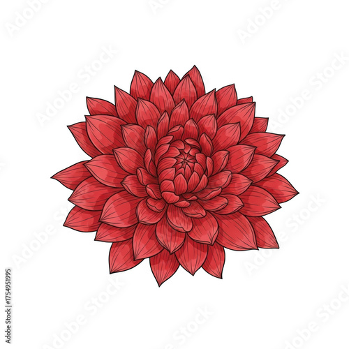 Detailed red dahlia flower bloom isolated macro photography and floral beauty isolated on transparent background