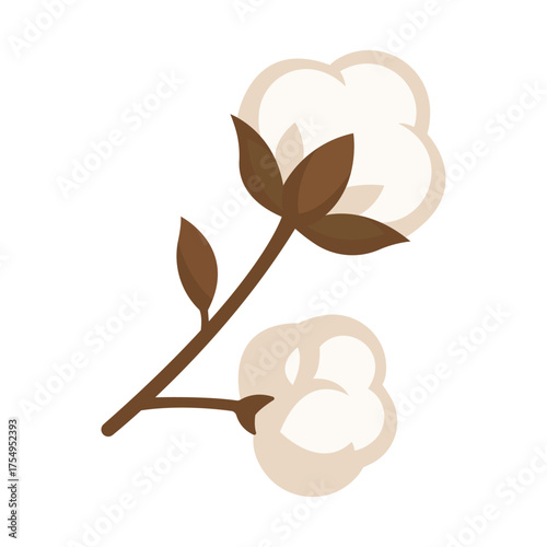 Fluffy soft buds of cotton flower. Cotton boll with soft white fibers and brown husk.