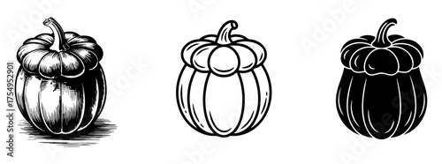 acorn squash set with engraving, outline and silhouette , autumn harvest and seasonal vegetables
