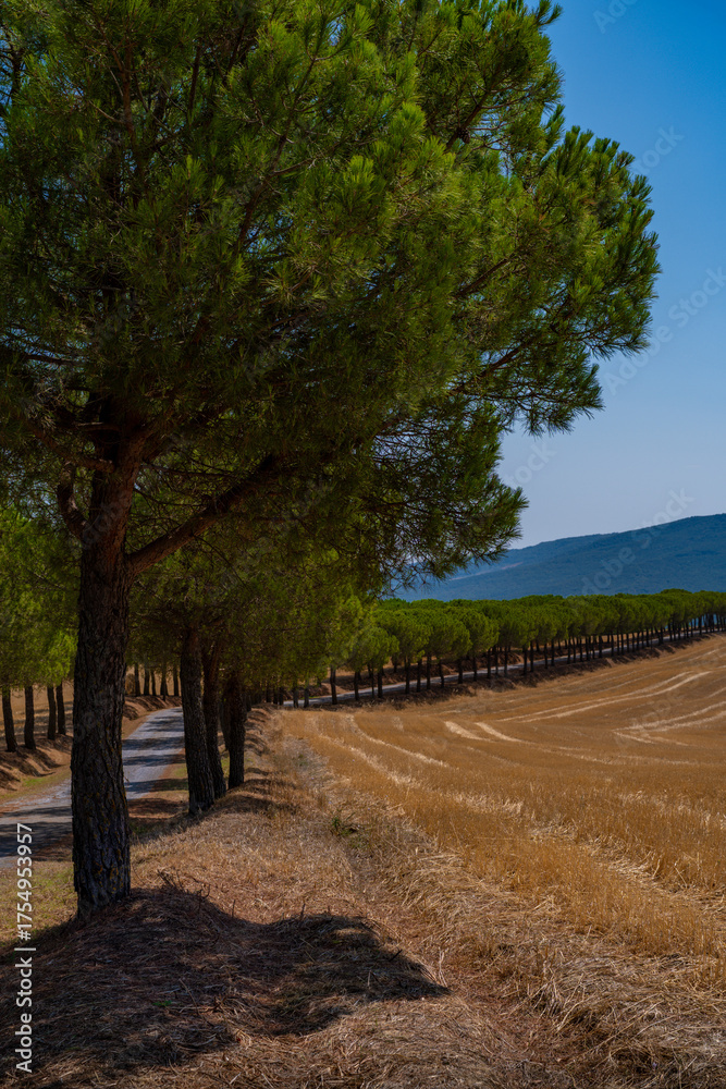 Fototapeta premium Tuscan Pine Tree Road beside Harvest Field