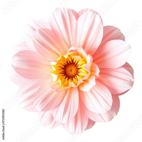 Delicate light pink dahlia flower with yellow center isolated on white background