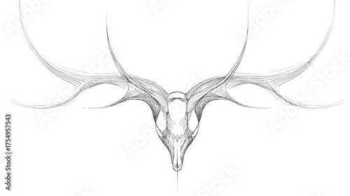 Line drawing of a deer skull with stylized antlers on a white background