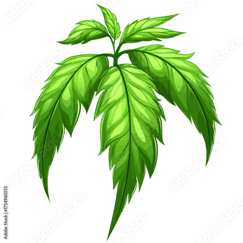 Ginseng leaf isolated white background 