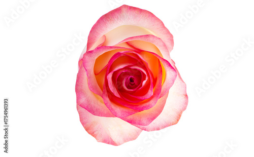 Pink and white rose isolated