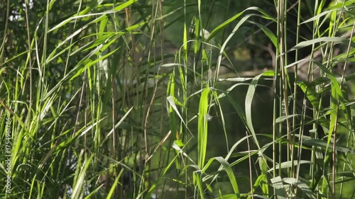 grass and water