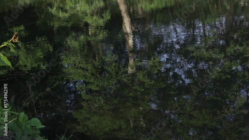 lake in the forest