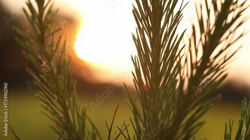 sunset forest