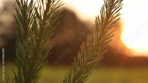 sunset forest