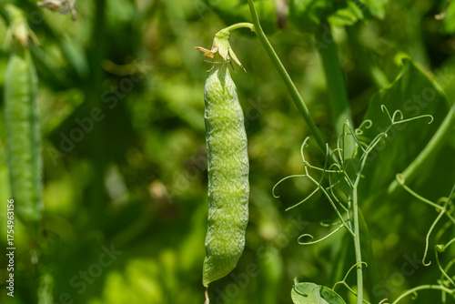 green peas growing