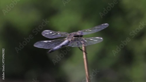 dragonfly on a leaf