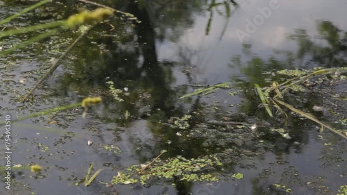 lake in the forest