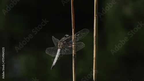dragonfly on a leaf