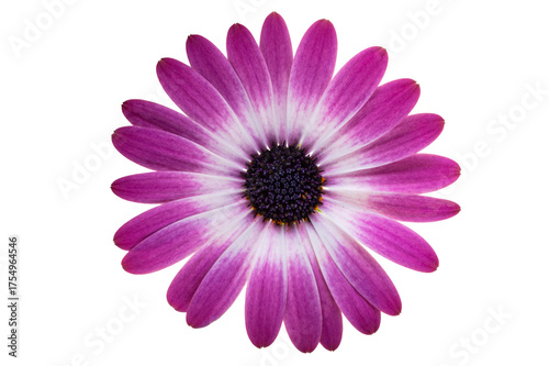 Beautiful Osteospermum flower isolated