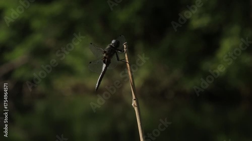 dragonfly on a leaf