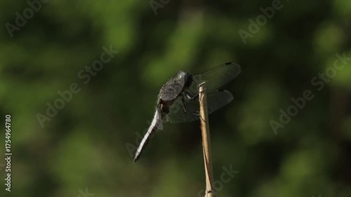 dragonfly on a leaf