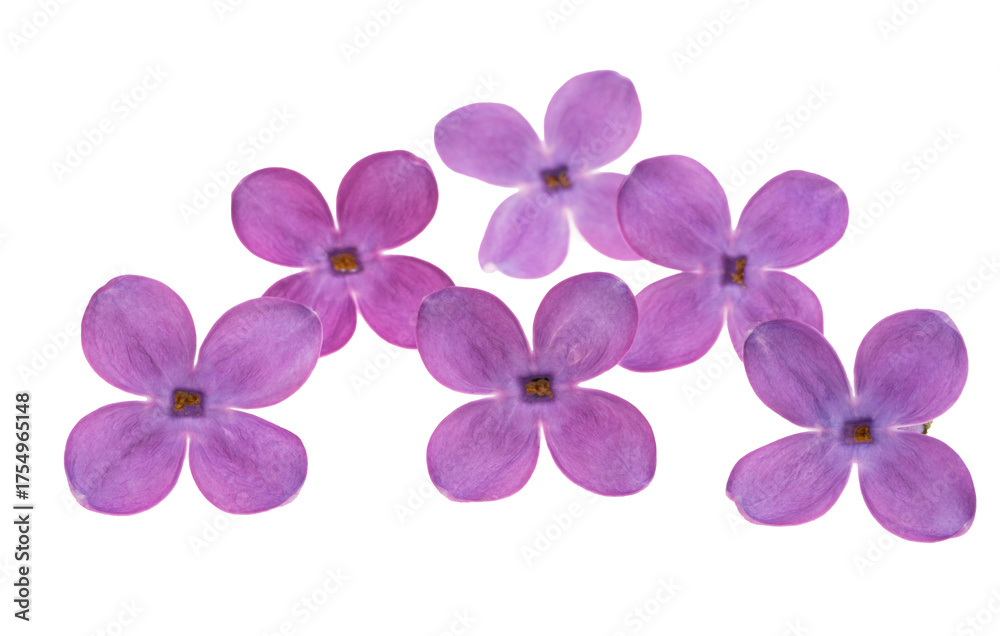 Obraz premium Lilac flower isolated