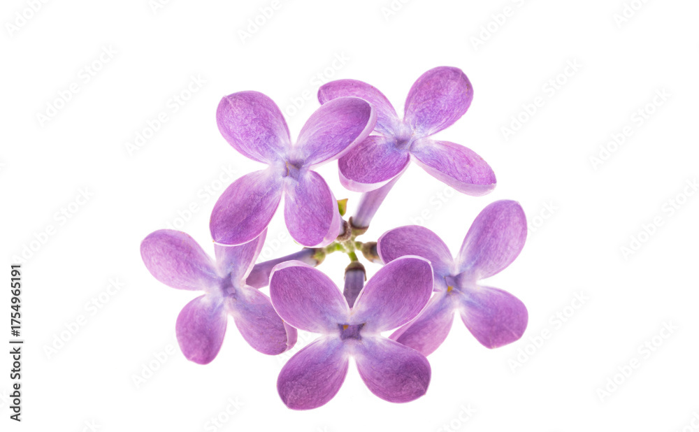 Obraz premium Lilac flower isolated