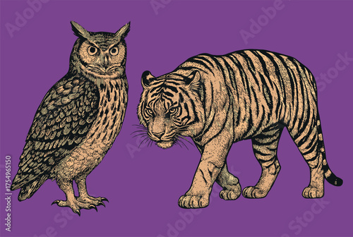 A detailed vintage animal drawing of an owl and tiger in classic engraved natural history style.