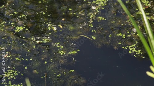 lake in the forest