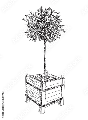 Decorative small deciduous tree in flower pot, realistic hand drawn vector illustration isolated on white