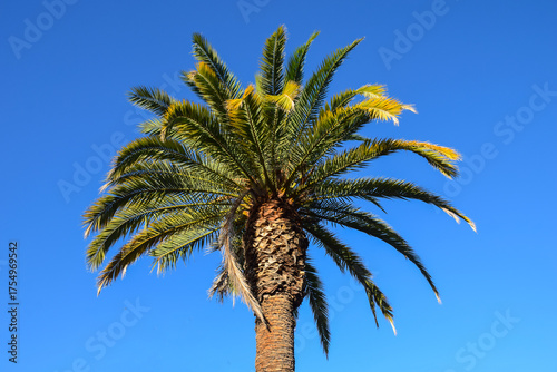 palm tree against blue sky