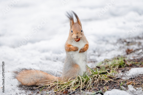 A red squirrel with a hazelnut in its teeth in the snow in winter