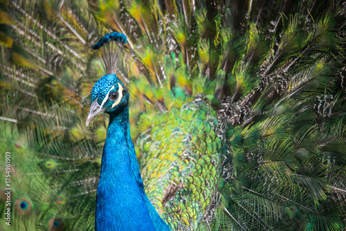 Close up of a male peacock with open tail in vivid colours