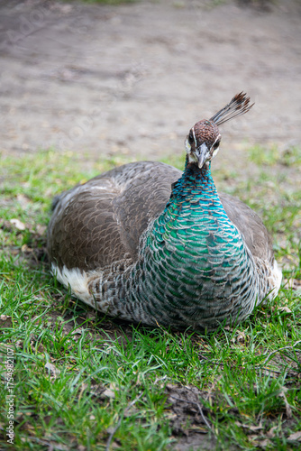 Female peacock laying on the ground, looking at the camera