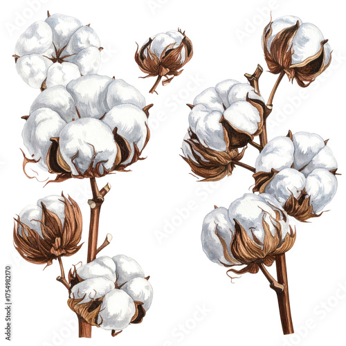 A botanical illustration of cotton plants with fluffy white bolls and brown stems