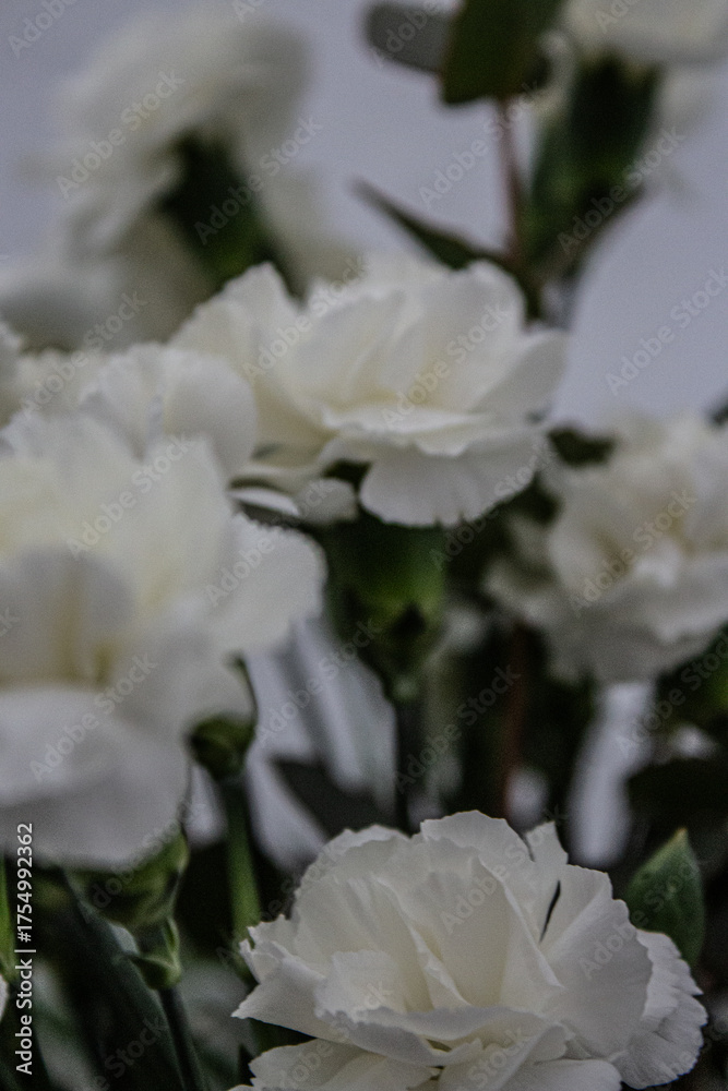 Fototapeta premium Flores